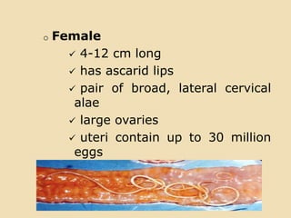 o Female
 4-12 cm long
 has ascarid lips
 pair of broad, lateral cervical
alae
 large ovaries
 uteri contain up to 30 million
eggs
 