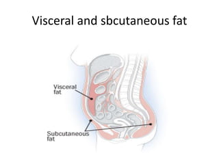 Visceral and sbcutaneous fat
 