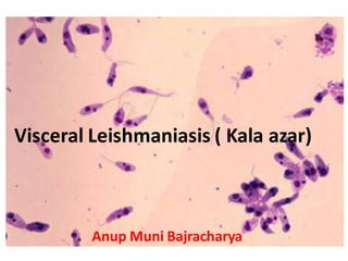 Visceral Leishmaniasis ( Kala azar)
Anup Muni Bajracharya
 