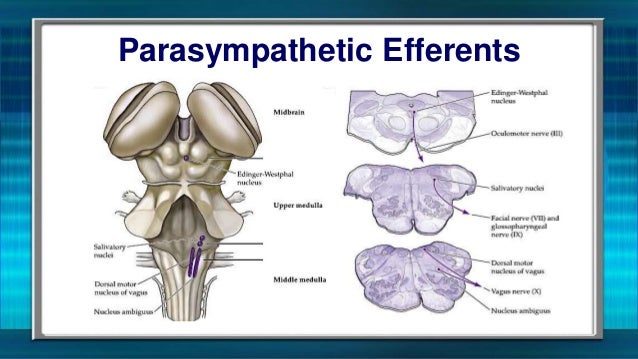 Visceral motor system