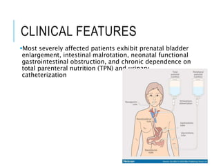 CLINICAL FEATURES
Most severely affected patients exhibit prenatal bladder
enlargement, intestinal malrotation, neonatal functional
gastrointestinal obstruction, and chronic dependence on
total parenteral nutrition (TPN) and urinary
catheterization
 