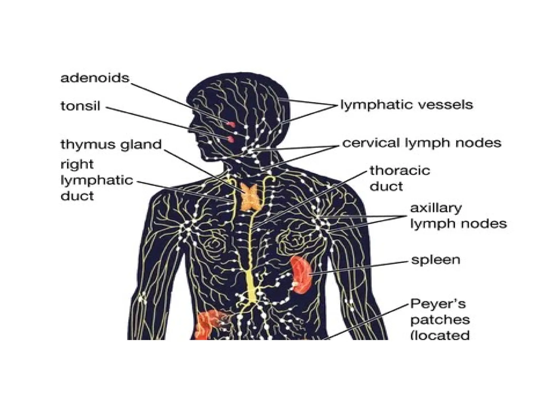 Gross Anatomy, Navigating the neck:A deep dive into Visceral Anatomy. | PDF