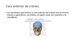 Cara anterior de cráneo
• Los elementos que forman la cara anterior del cráneo son los huesos
frontal y cigomáticos, las órbitas, la región nasal, los maxilares y la
mandíbula
 