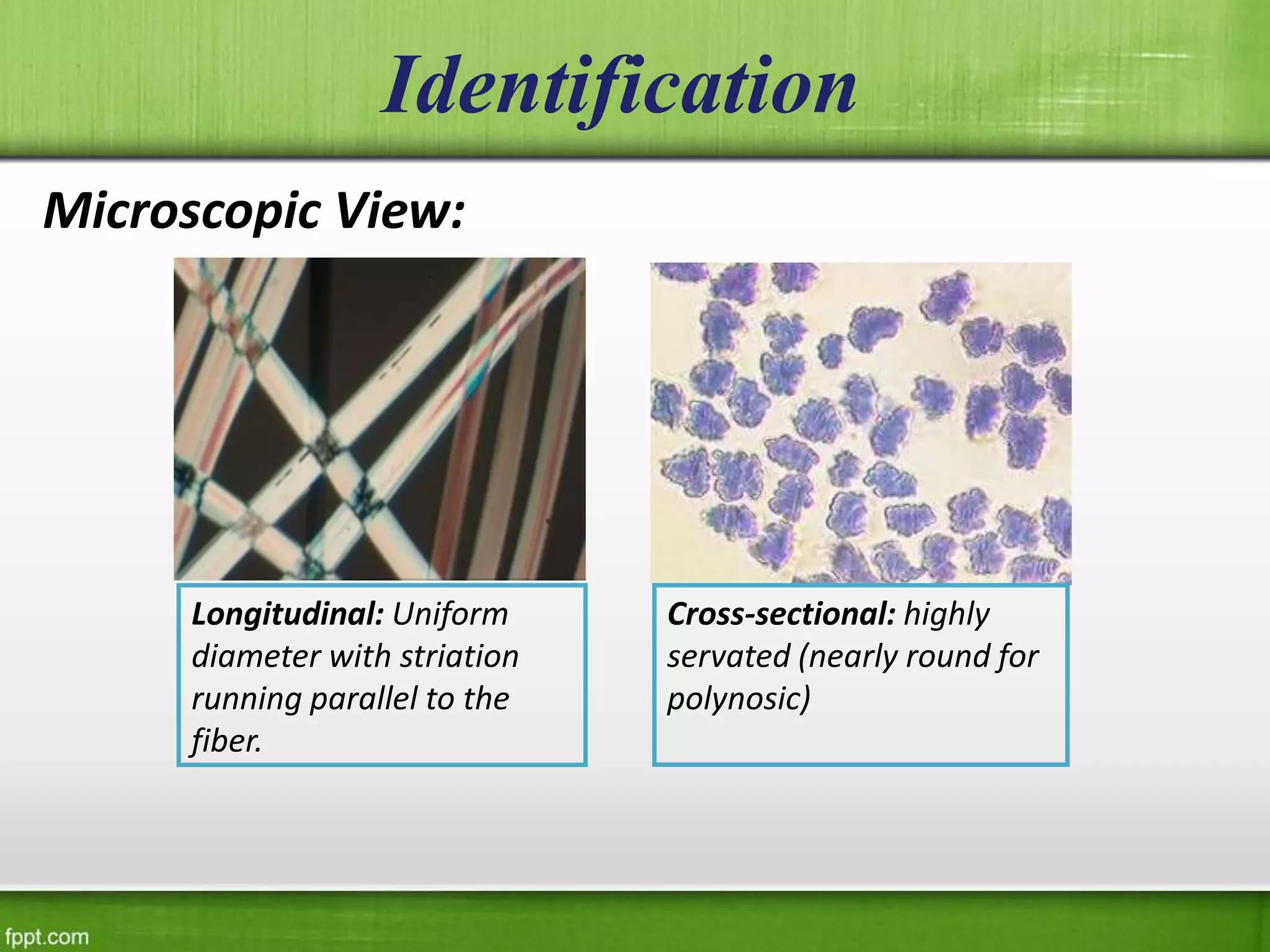 Identification
Microscopic View:
Longitudinal: Uniform
diameter with striation
running parallel to the
fiber.
Cross-sectional: highly
servated (nearly round for
polynosic)
 