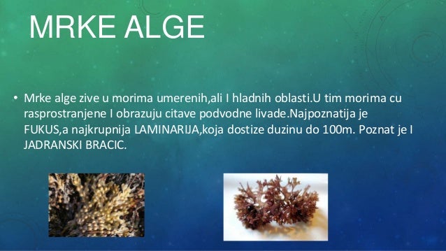 Visećelijske alge