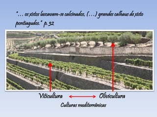 “… os xistos lascavam-se calcinados, (…) grandes calhaus de xisto
pontiagudos.” p. 32
Viticultura Olivicultura
Culturas mediterrânicas
 