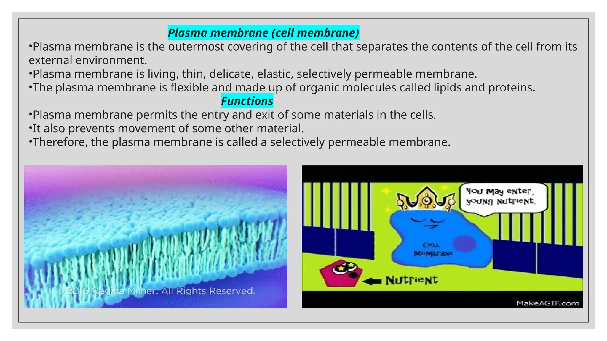 Plasma membrane (cell membrane)
•Plasma membrane is the outermost covering of the cell that separates the contents of the cell from its
external environment.
•Plasma membrane is living, thin, delicate, elastic, selectively permeable membrane.
•The plasma membrane is flexible and made up of organic molecules called lipids and proteins.
Functions
•Plasma membrane permits the entry and exit of some materials in the cells.
•It also prevents movement of some other material.
•Therefore, the plasma membrane is called a selectively permeable membrane.
 