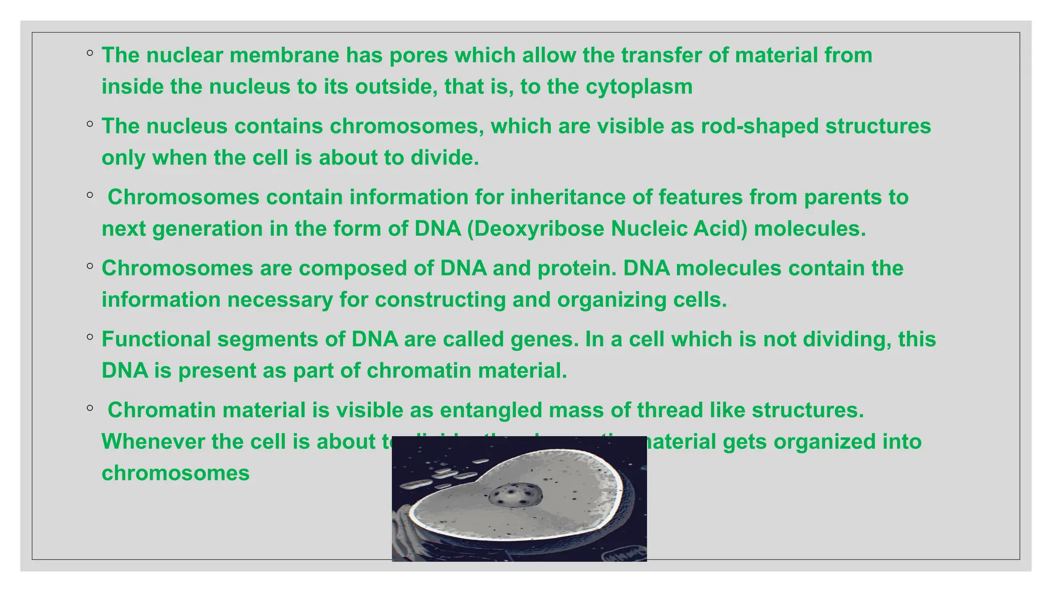 ◦ The nuclear membrane has pores which allow the transfer of material from
inside the nucleus to its outside, that is, to the cytoplasm
◦ The nucleus contains chromosomes, which are visible as rod-shaped structures
only when the cell is about to divide.
◦ Chromosomes contain information for inheritance of features from parents to
next generation in the form of DNA (Deoxyribose Nucleic Acid) molecules.
◦ Chromosomes are composed of DNA and protein. DNA molecules contain the
information necessary for constructing and organizing cells.
◦ Functional segments of DNA are called genes. In a cell which is not dividing, this
DNA is present as part of chromatin material.
◦ Chromatin material is visible as entangled mass of thread like structures.
Whenever the cell is about to divide, the chromatin material gets organized into
chromosomes
 