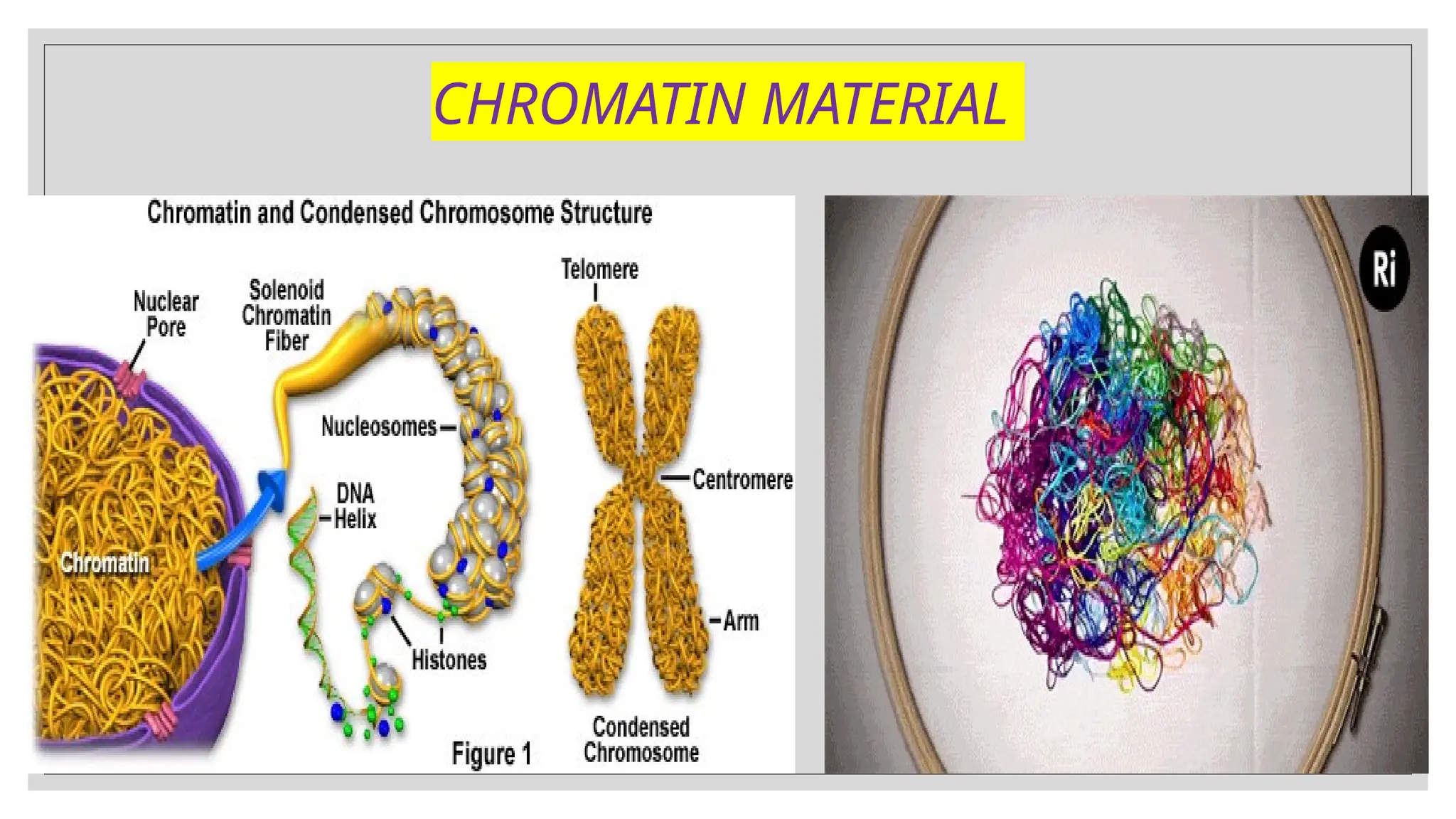 CHROMATIN MATERIAL
 