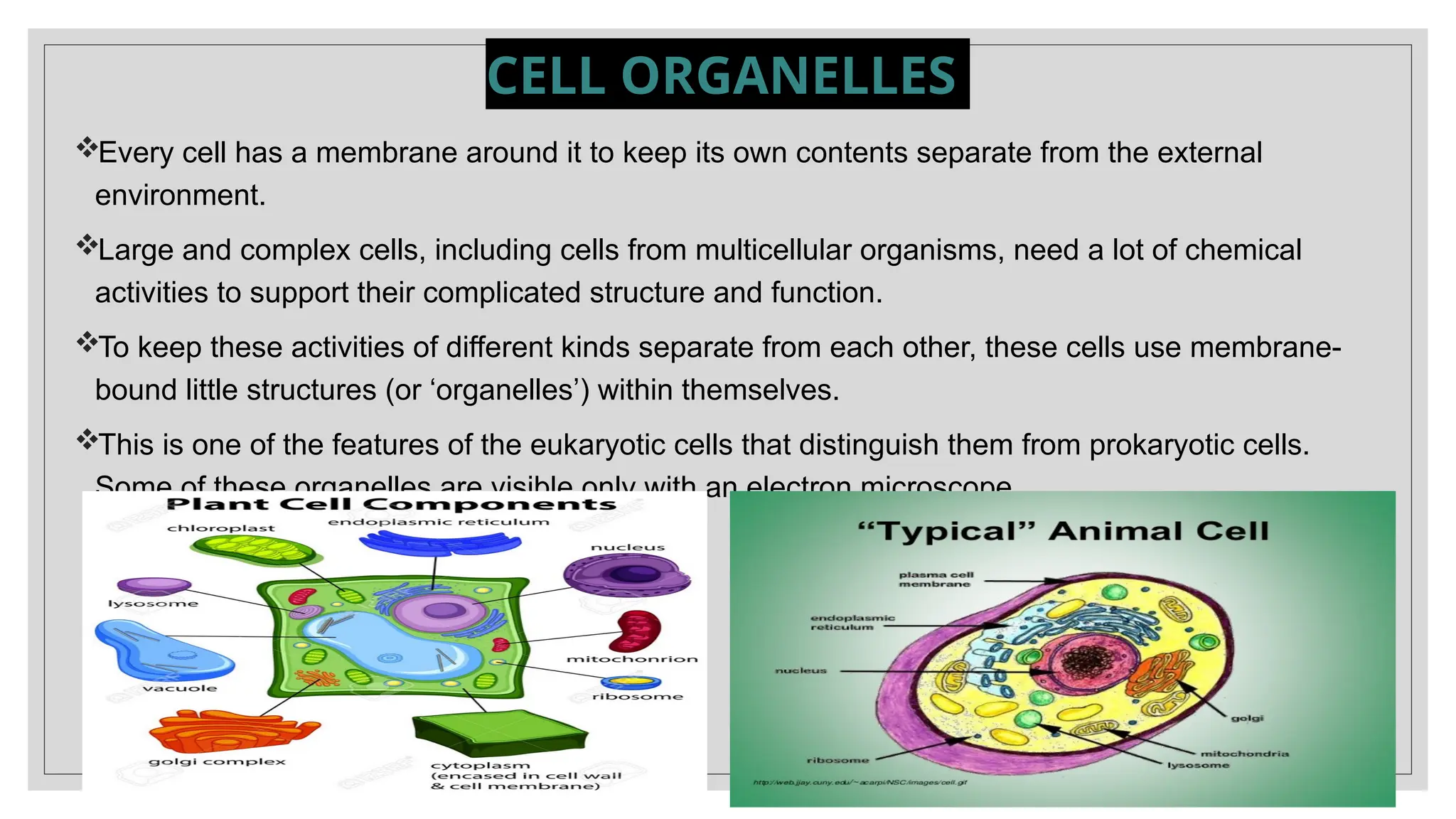 CELL ORGANELLES
Every cell has a membrane around it to keep its own contents separate from the external
environment.
Large and complex cells, including cells from multicellular organisms, need a lot of chemical
activities to support their complicated structure and function.
To keep these activities of different kinds separate from each other, these cells use membrane-
bound little structures (or ‘organelles’) within themselves.
This is one of the features of the eukaryotic cells that distinguish them from prokaryotic cells.
Some of these organelles are visible only with an electron microscope
 