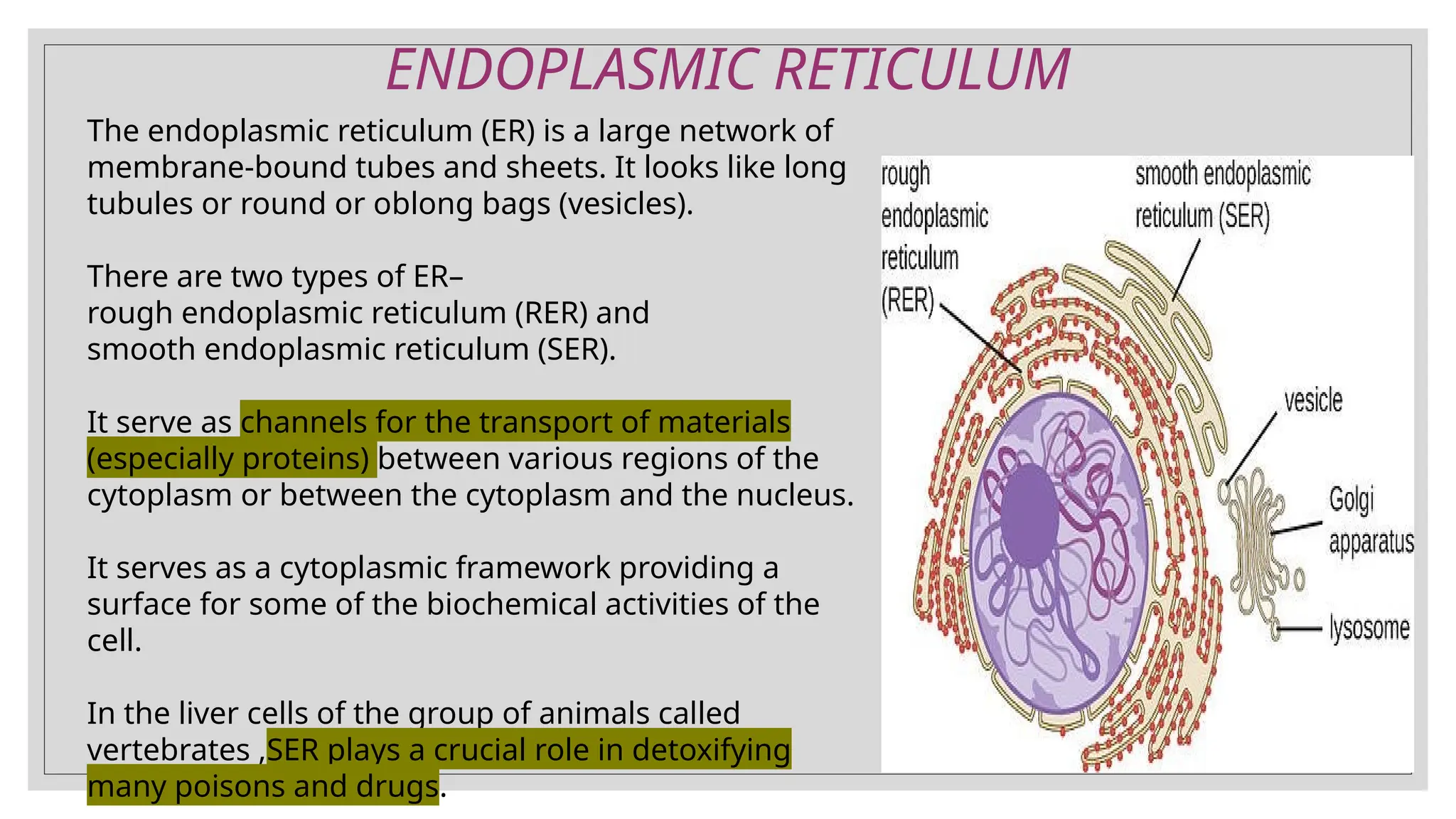 ENDOPLASMIC RETICULUM
The endoplasmic reticulum (ER) is a large network of
membrane-bound tubes and sheets. It looks like long
tubules or round or oblong bags (vesicles).
There are two types of ER–
rough endoplasmic reticulum (RER) and
smooth endoplasmic reticulum (SER).
It serve as channels for the transport of materials
(especially proteins) between various regions of the
cytoplasm or between the cytoplasm and the nucleus.
It serves as a cytoplasmic framework providing a
surface for some of the biochemical activities of the
cell.
In the liver cells of the group of animals called
vertebrates ,SER plays a crucial role in detoxifying
many poisons and drugs.
 