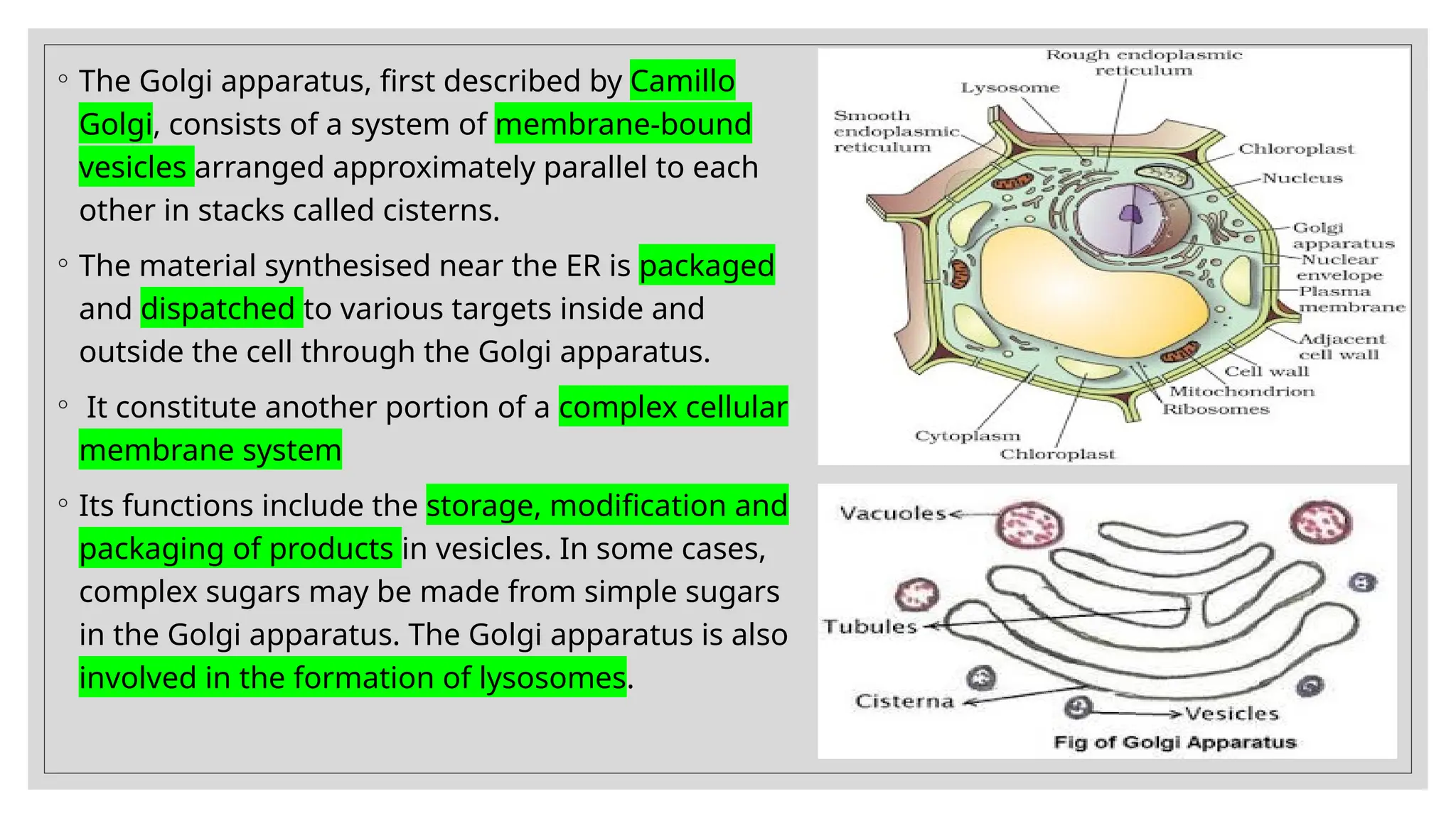 ◦ The Golgi apparatus, first described by Camillo
Golgi, consists of a system of membrane-bound
vesicles arranged approximately parallel to each
other in stacks called cisterns.
◦ The material synthesised near the ER is packaged
and dispatched to various targets inside and
outside the cell through the Golgi apparatus.
◦ It constitute another portion of a complex cellular
membrane system
◦ Its functions include the storage, modification and
packaging of products in vesicles. In some cases,
complex sugars may be made from simple sugars
in the Golgi apparatus. The Golgi apparatus is also
involved in the formation of lysosomes.
 