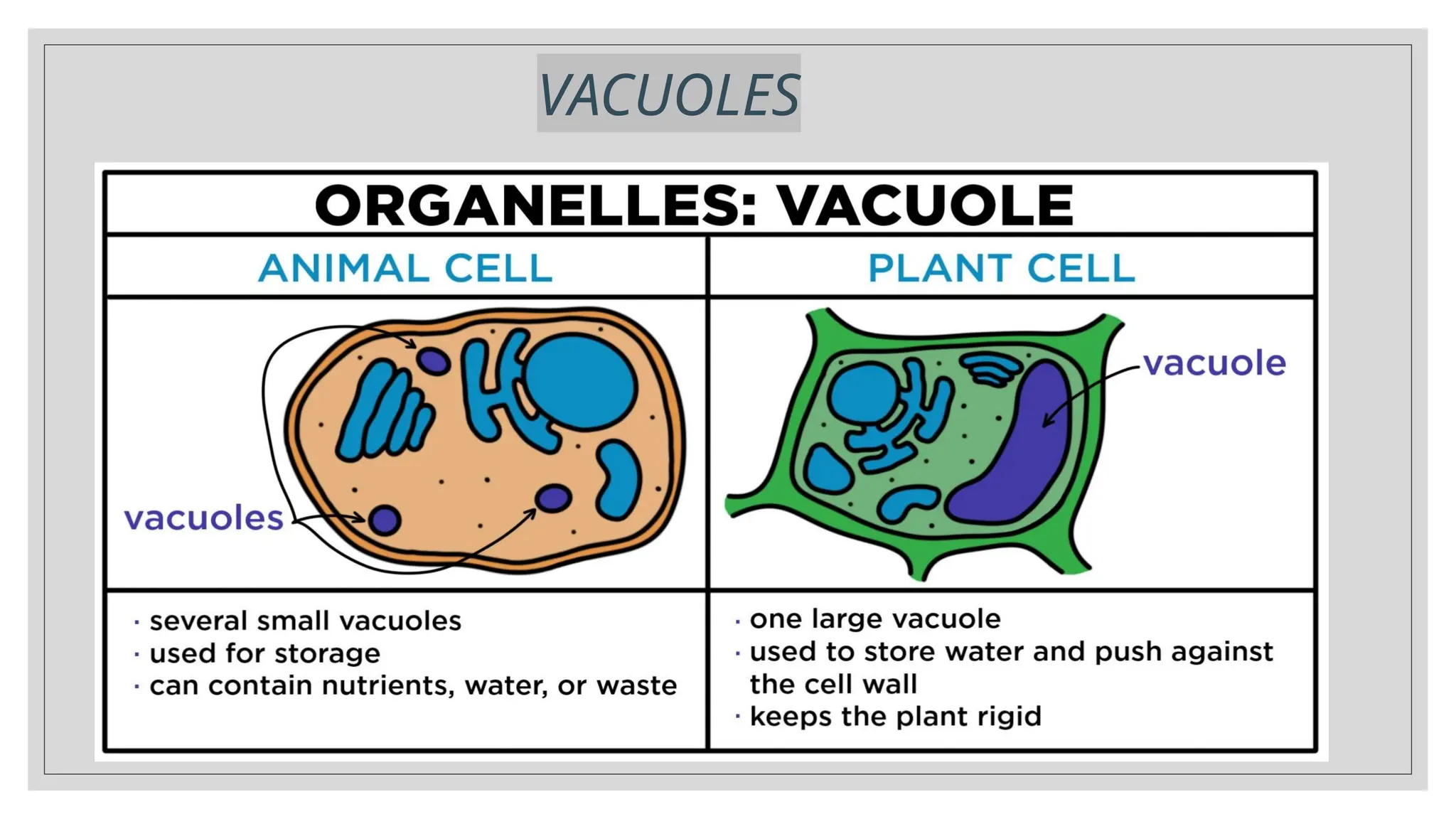 VACUOLES
 