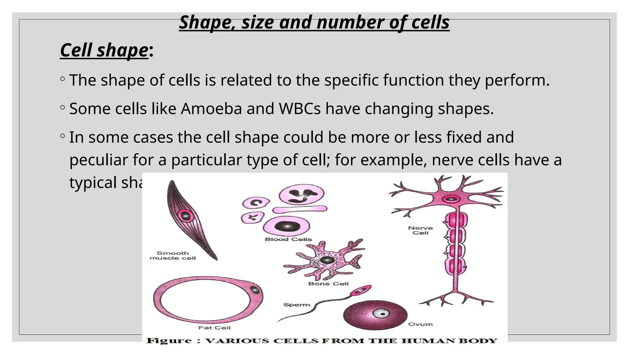 Shape, size and number of cells
Cell shape:
◦ The shape of cells is related to the specific function they perform.
◦ Some cells like Amoeba and WBCs have changing shapes.
◦ In some cases the cell shape could be more or less fixed and
peculiar for a particular type of cell; for example, nerve cells have a
typical shape.
 