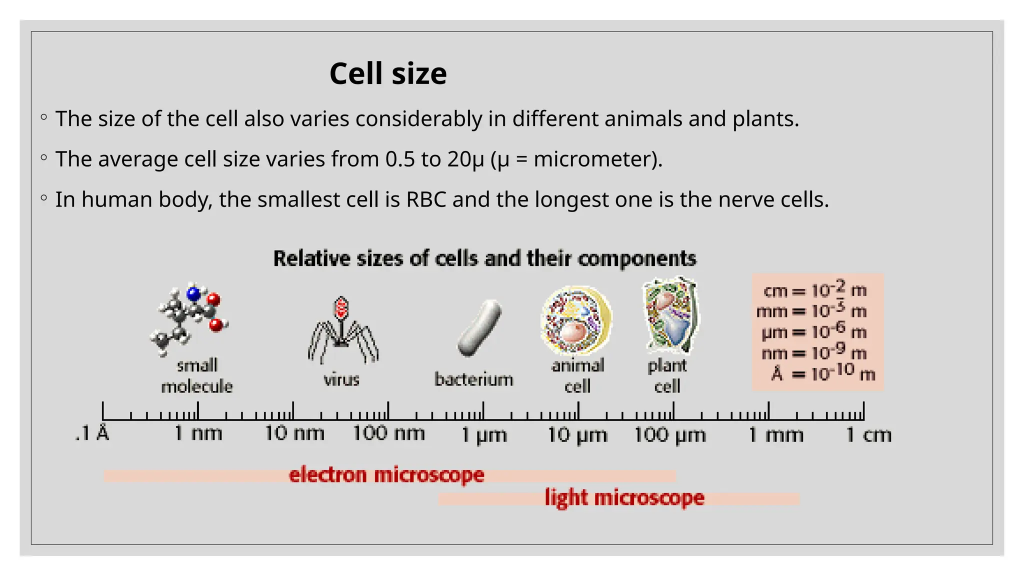 Cell size
◦ The size of the cell also varies considerably in different animals and plants.
◦ The average cell size varies from 0.5 to 20µ (µ = micrometer).
◦ In human body, the smallest cell is RBC and the longest one is the nerve cells.
 