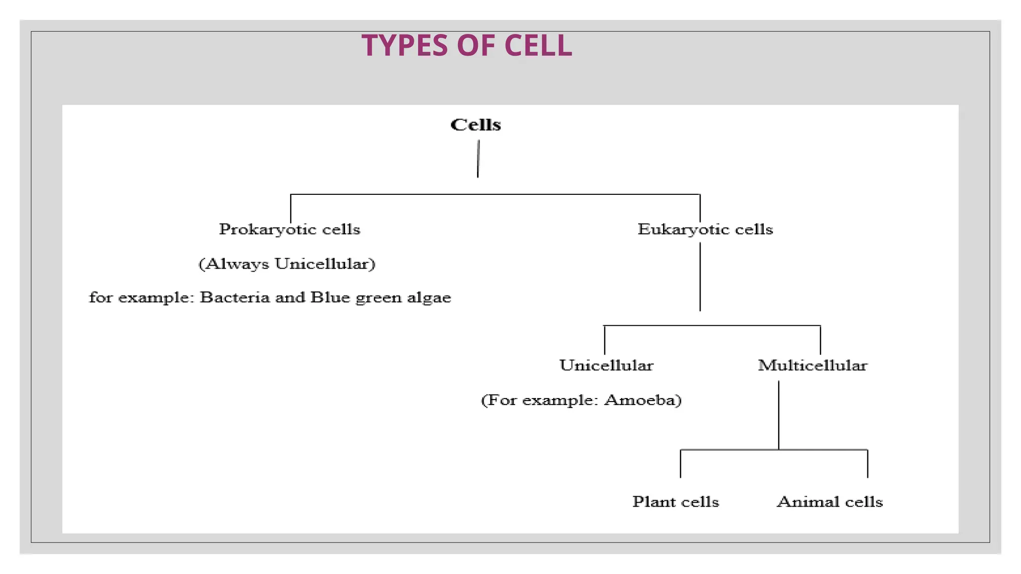 TYPES OF CELL
 