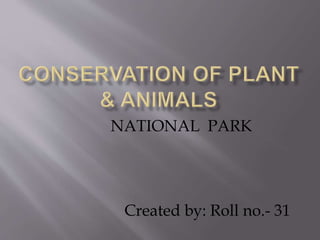 NATIONAL PARK
Created by: Roll no.- 31
 
