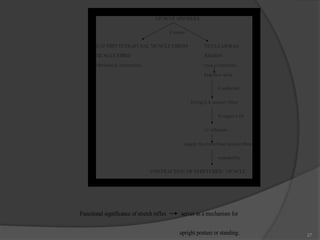 27
Functional significance of stretch reflex serves as a mechanism for
upright posture or standing.
 