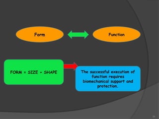 33
Form Function
FORM = SIZE + SHAPE The successful execution of
function requires
biomechanical support and
protection.
 