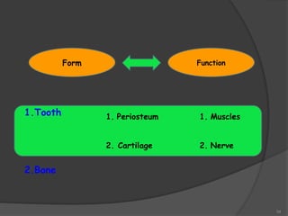 34
Form Function
1.Tooth
2.Bone
1. Periosteum
2. Cartilage
1. Muscles
2. Nerve
 