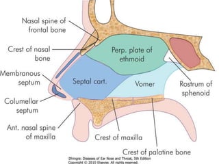 Septale NASAL SEPTAL DISEASES | PPTX