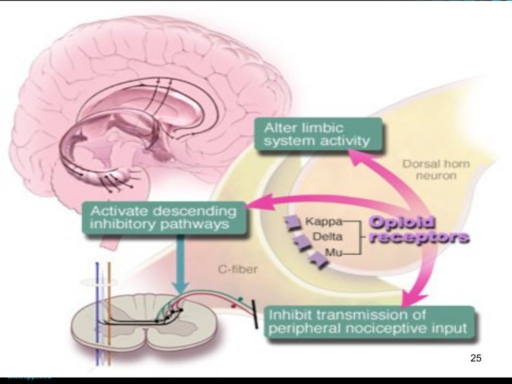 opioid analgesics 2014