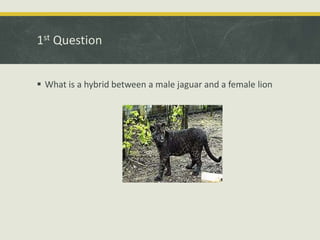 1st Question
 What is a hybrid between a male jaguar and a female lion
 