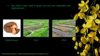Elephant yam ChalChal
• The field is later used to grow rice and also vegetables like
elephant yam.
© Aviyal Presentations : https://aviyalpresentations.wordpress.com/
 