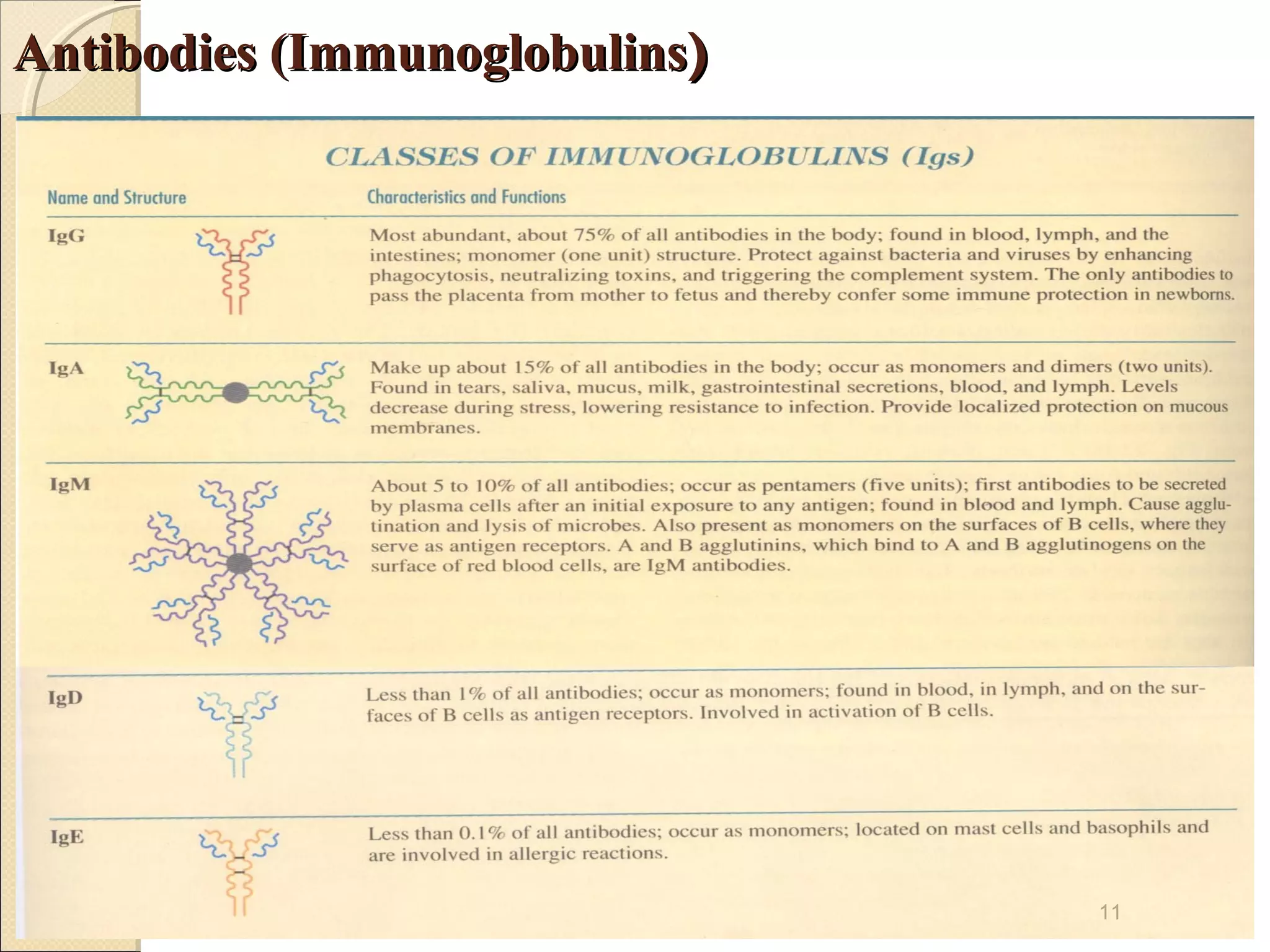 Antibodies (Immunoglobulins)




                               11
 