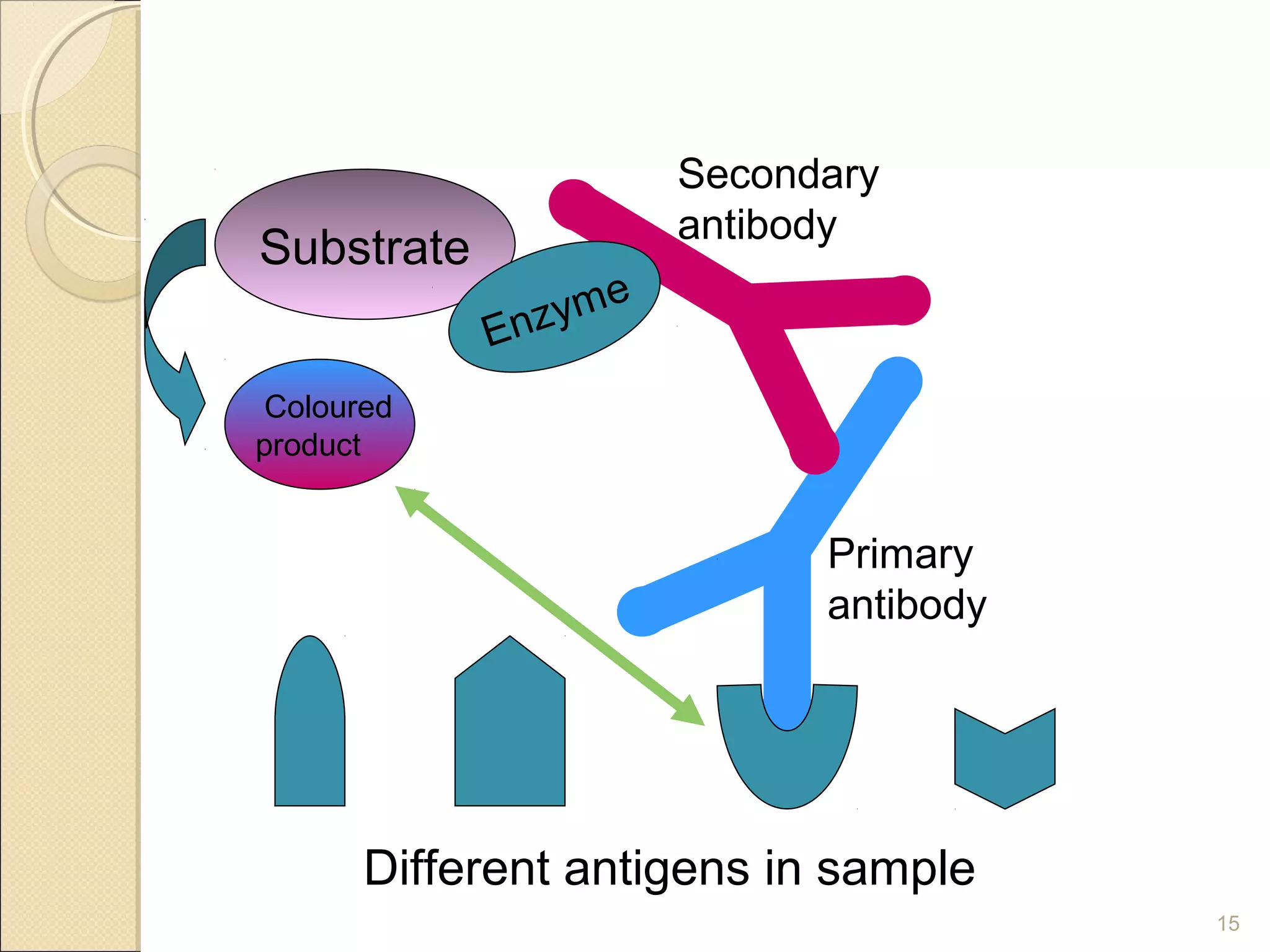 Secondary
                        antibody
Substrate
                    e
            Enzym
 Coloured
product


                              Primary
                              antibody




       Different antigens in sample
                                         15
 