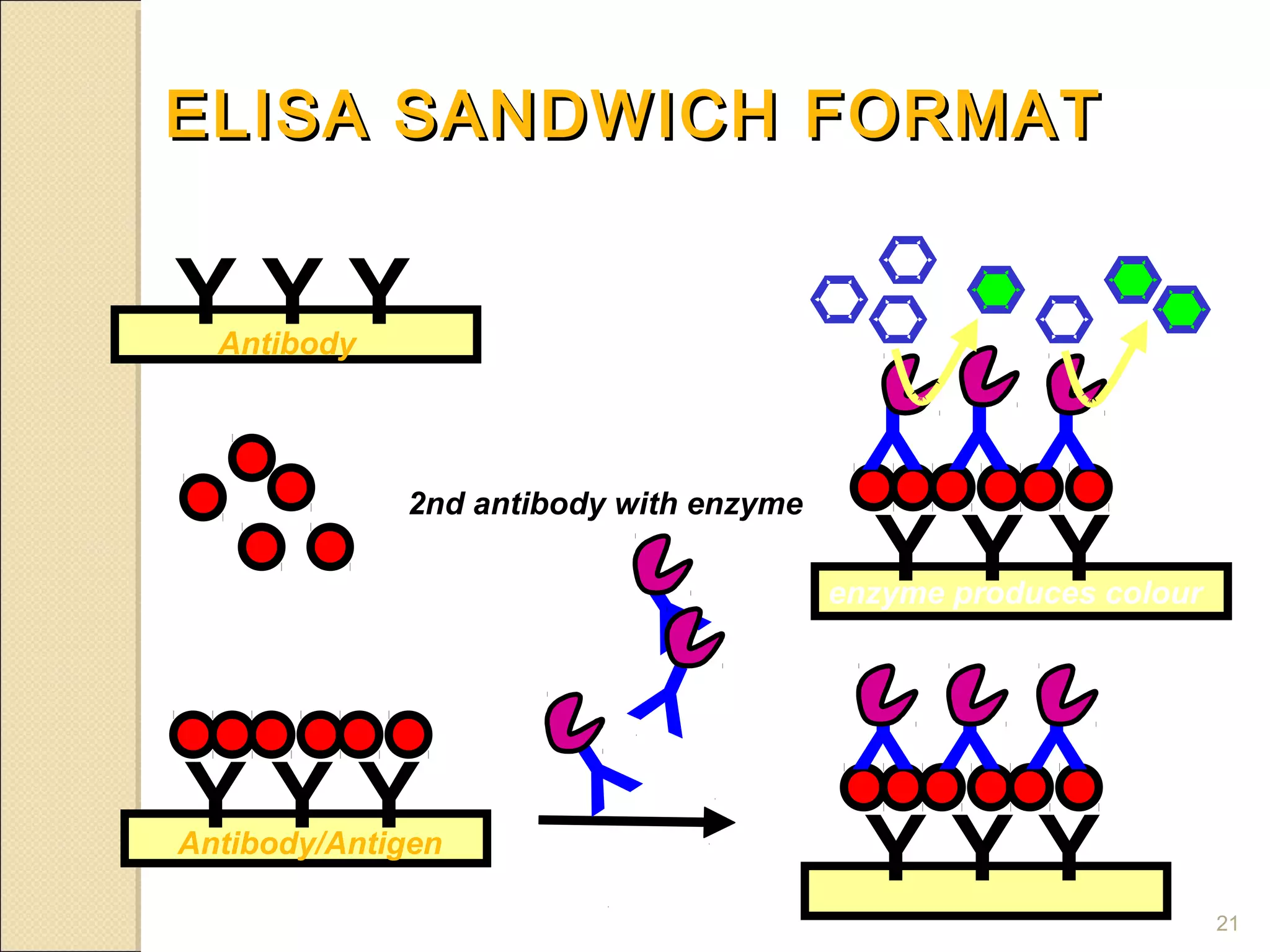 ELISA SANDWICH FORMAT

YYY
  Antibody
                                          YYY
             2nd antibody with enzyme
                           Y              YYY
                                        enzyme produces colour

                          Y              YYY
                      Y
YYY
Antibody/Antigen
                                          YYY
                                                                 21
 