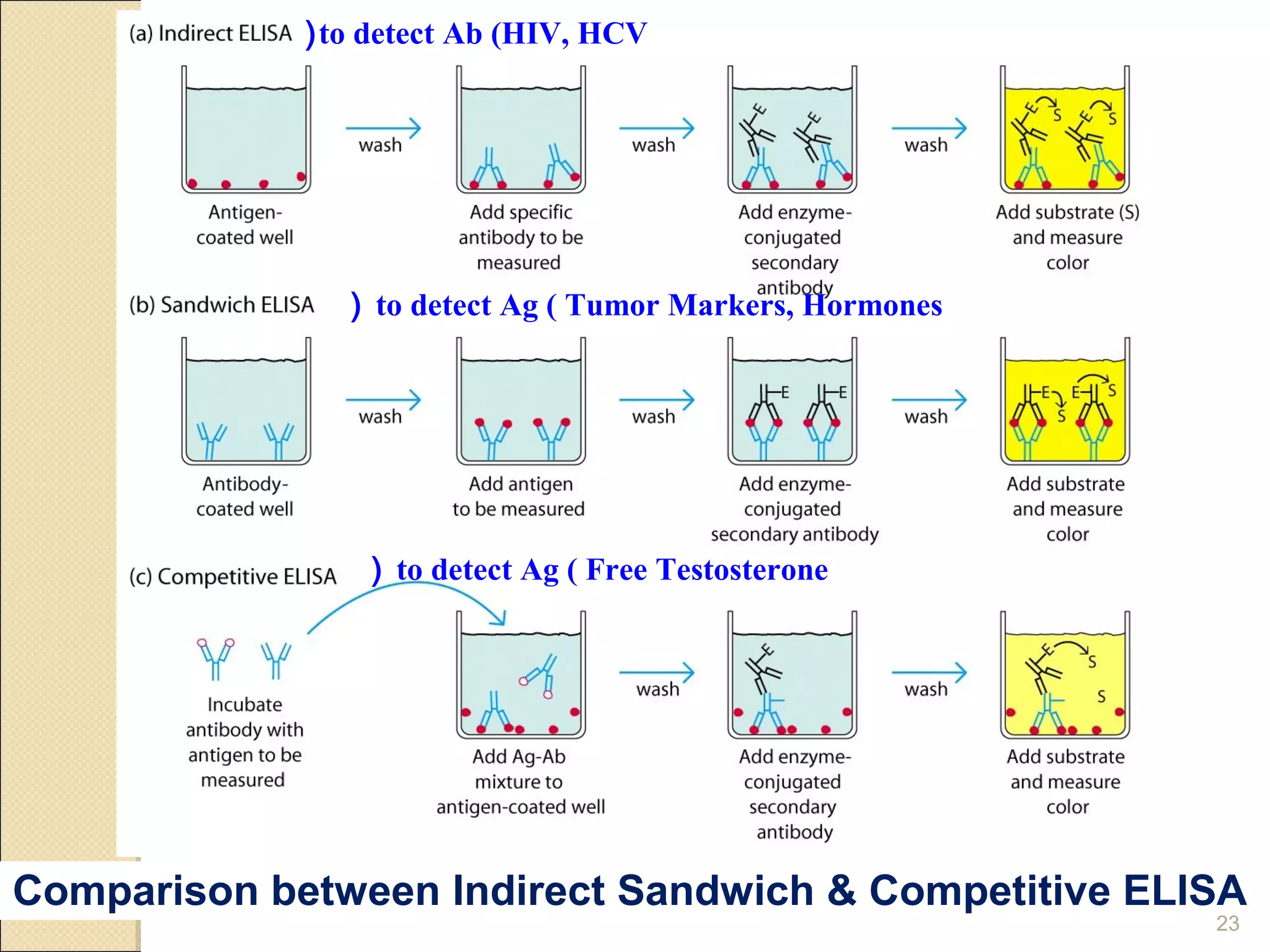 ( to detect Ab (HIV, HCV




                ( to detect Ag ( Tumor Markers, Hormones




                 ( to detect Ag ( Free Testosterone




Comparison between Indirect Sandwich & Competitive ELISA
                                                           23
 