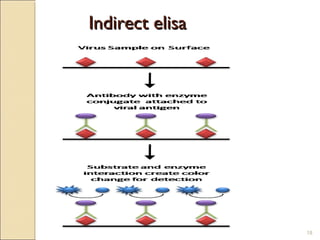 Indirect elisa




                 18
 
