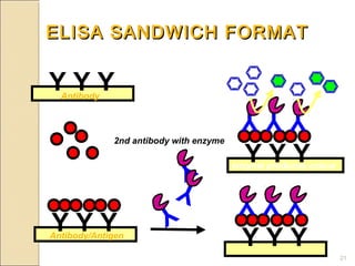 ELISA SANDWICH FORMAT

YYY
  Antibody
                                          YYY
             2nd antibody with enzyme
                           Y              YYY
                                        enzyme produces colour

                          Y              YYY
                      Y
YYY
Antibody/Antigen
                                          YYY
                                                                 21
 