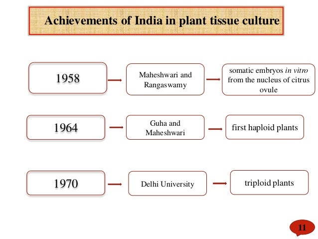 Plant Tissue Culture Flow Chart