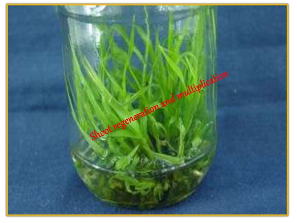 Sugarcane tissue culture ppt