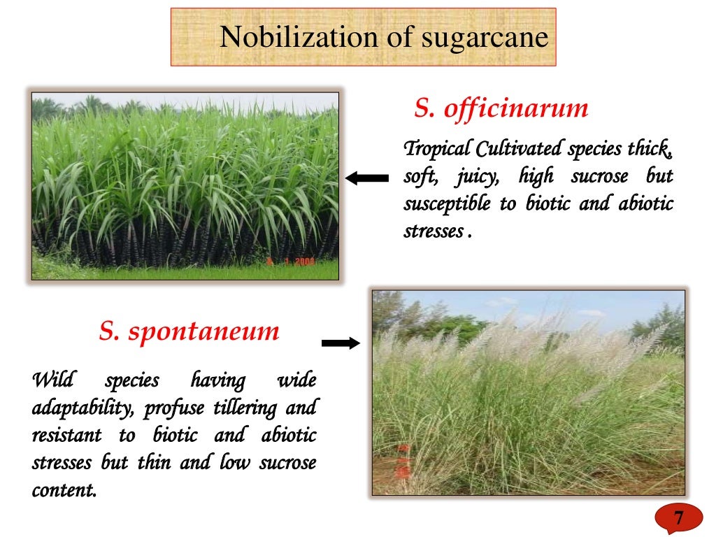 Sugarcane tissue culture ppt