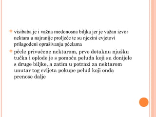  visibaba je i važna medonosna biljka jer je važan izvor
  nektara u najranije proljeće te su njezini cvjetovi
  prilagođeni oprašivanju pčelama
 pčele privučene nektarom, prvo dotaknu njušku
  tučka i oplode je s pomoću peluda koji su donijele
  s druge biljke, a zatim u potrazi za nektarom
  unutar tog cvijeta pokupe pelud koji onda
  prenose dalje
 