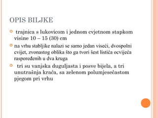 OPIS BILJKE
  trajnica s lukovicom i jednom cvjetnom stapkom
  visine 10 – 15 (30) cm
 na vrhu stabljike nalazi se samo jedan viseći, dvospolni
  cvijet, zvonastog oblika što ga tvori šest listića ocvijeća
  raspoređenih u dva kruga
 tri su vanjska duguljasta i posve bijela, a tri
  unutrašnja kraća, sa zelenom polumjesečastom
  pjegom pri vrhu
 