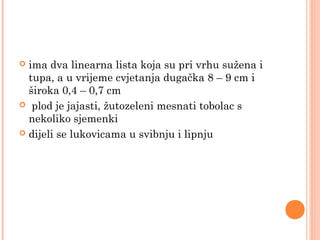  ima dva linearna lista koja su pri vrhu sužena i
  tupa, a u vrijeme cvjetanja dugačka 8 – 9 cm i
  široka 0,4 – 0,7 cm
 plod je jajasti, žutozeleni mesnati tobolac s
  nekoliko sjemenki 
 dijeli se lukovicama u svibnju i lipnju
 
