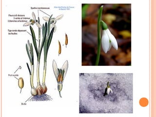 Visibabe - Nika Kovačić