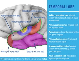 Auditory association area: Interprets
auditory information such as speech, music,
or other sounds
Primary auditory cortex: Interprets pitch
and rhythm of sounds
Wernicke’s area: Comprehension of written
and spoken language
Primary olfactory cortex: Receives and
processes olfaction signals
Secondary auditory cortex: Processes
auditory information and plays a role in
speech perception
Visual association area: Participates in
object and pattern recognition
TEMPORAL LOBE
Wernicke’s area
Visual association area
Primary olfactory cortex
Auditory association area
Secondary auditory cortex
Primary auditory cortex
10 | Brain Regions> Forebrain> Cerebrum> Cerebral Cortex> Lobes
 