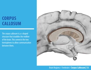Brain Regions> Forebrain> Corpus Callosum | 13
The corpus callosum is a c-shaped
structure that straddles the midline
of the brain.This connects the two
hemispheres to allow communication
between them.
CORPUS
CALLOSUM
 