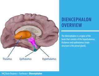 Hypothalamus
Thalamus Epithalamus
The diencephalon is a region of the
brain that consists of the hypothalamus,
thalamus and epithalamus (main
structure is the pineal gland).
DIENCEPHALON
OVERVIEW
14 | Brain Regions> Forebrain> Diencephalon
 