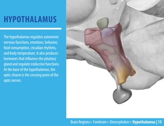 The hypothalamus regulates autonomic
nervous functions, emotions, behavior,
food consumption, circadian rhythms,
and body temperature. It also produces
hormones that influence the pituitary
gland and regulate endocrine functions.
At the base of the hypothalamus, the
optic chiasm is the crossing point of the
optic nerves.
HYPOTHALAMUS
Brain Regions> Forebrain> Diencephalon> Hypothalamus | 15
 