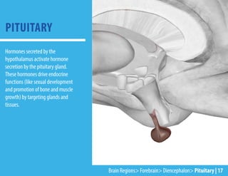 PITUITARY
Hormones secreted by the
hypothalamus activate hormone
secretion by the pituitary gland.
These hormones drive endocrine
functions (like sexual development
and promotion of bone and muscle
growth) by targeting glands and
tissues.
Brain Regions> Forebrain> Diencephalon> Pituitary | 17
 