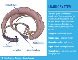 The limbic system is located on the
inner border of the cerebrum, above the
diencephalon, forming a pair of rings
between the two cerebral hemispheres.
It manages a range of emotions and
contributes to the processing of smell
memory.
Amygdala = memory and emotion
Hippocampus = long term memory
Mammillary body = smell memory
Septal nucleus = feeling of pleasure
Cingulate gyrus = expressing emotions
through gestures
LIMBIC SYSTEM
18 | Brain Regions> Forebrain> Limbic System
Amygdala
Hippocampus
Mammillary body
Septal nucleus
Cingulate gyrus
 