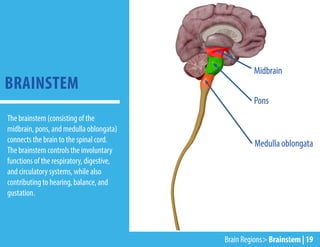 Midbrain
Medulla oblongata
Pons
The brainstem (consisting of the
midbrain, pons, and medulla oblongata)
connects the brain to the spinal cord.
The brainstem controls the involuntary
functions of the respiratory, digestive,
and circulatory systems, while also
contributing to hearing, balance, and
gustation.
BRAINSTEM
Brain Regions> Brainstem | 19
 