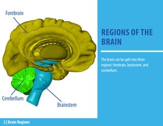 REGIONS OF THE
BRAIN
The brain can be split into three
regions: forebrain, brainstem, and
cerebellum.
Forebrain
Brainstem
Cerebellum
2 | Brain Regions
 