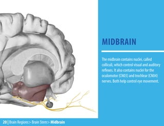 The midbrain contains nuclei, called
colliculi, which control visual and auditory
reflexes. It also contains nuclei for the
oculomotor (CN03) and trochlear (CN04)
nerves. Both help control eye movement.
MIDBRAIN
20 | Brain Regions> Brain Stem> Midbrain
 